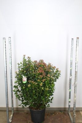 Viburnum tin. 'Eve Price' (Sneeuwbal)