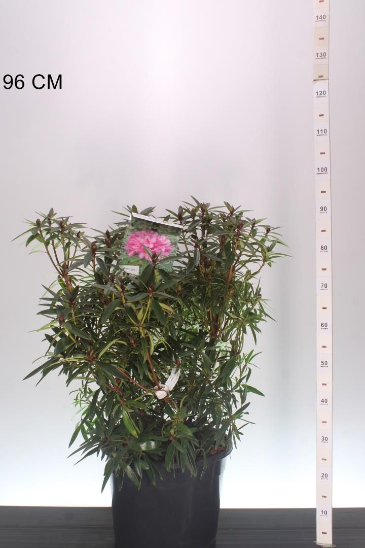 Rhododendron Graziella (Rododendron) xl OP=OP