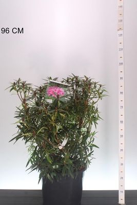 Rhododendron Graziella (Rododendron) xl OP=OP Rhododendron Graziella (Rododendron) xl OP=OP