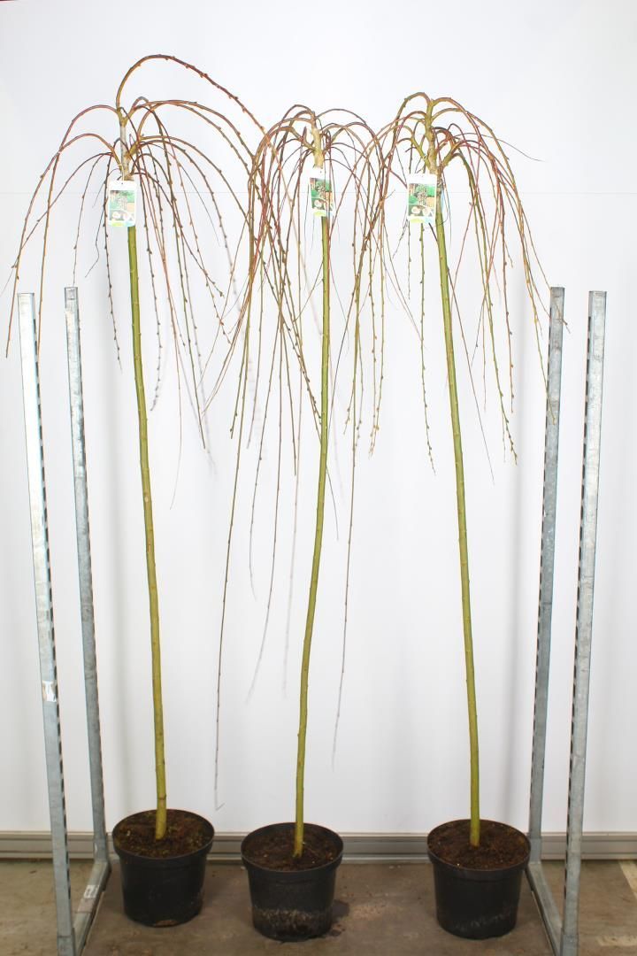 Salix caprea 'Kilmarnock' (treur Salix) OP=OP Salix caprea 'Kilmarnock' (treur Salix) OP=OP