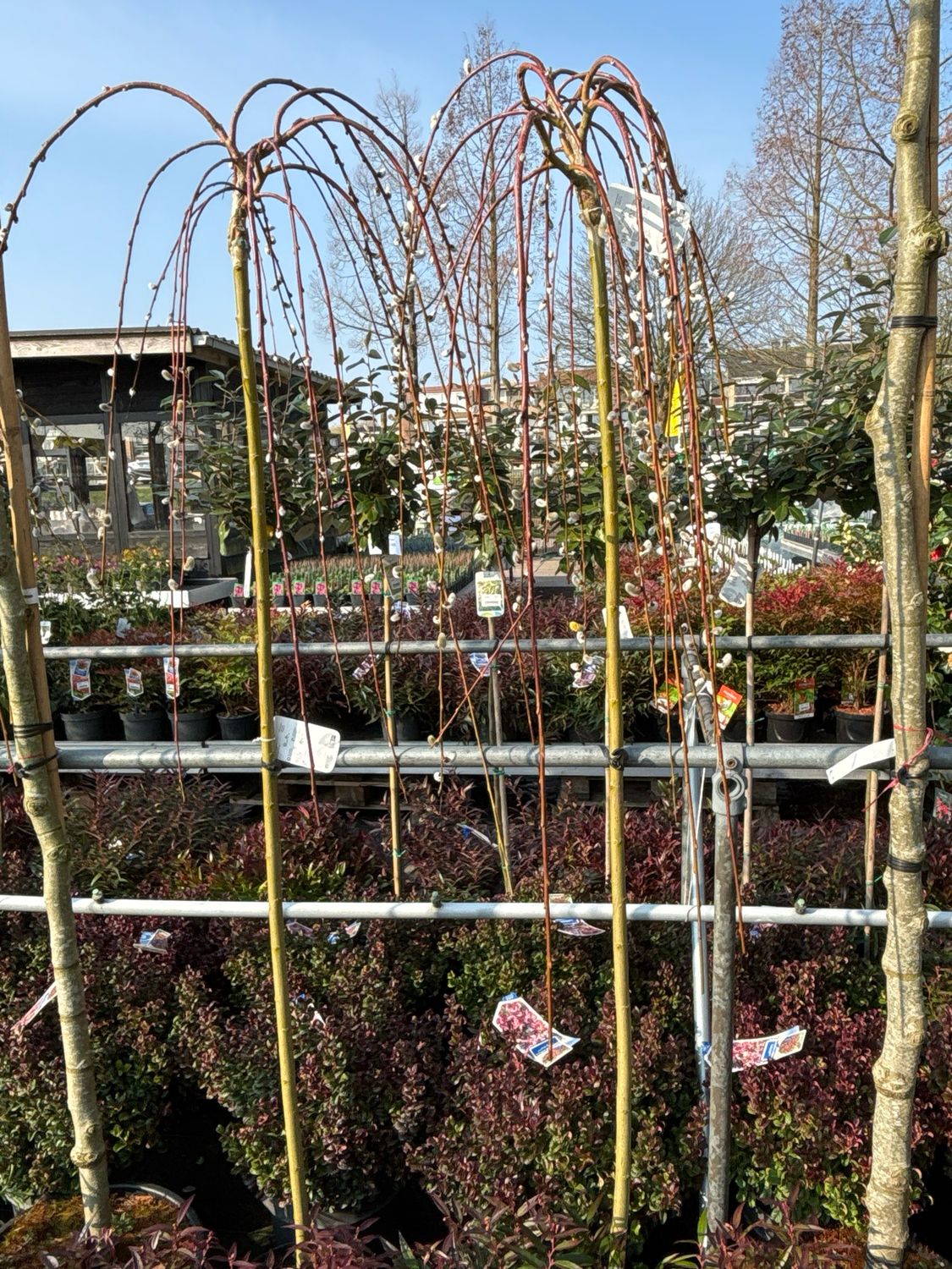 Salix caprea 'Kilmarnock' (treur Salix) OP=OP