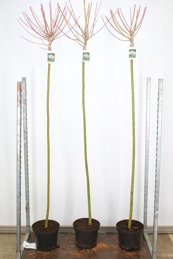 Salix integra 'Hakuro-nishiki (Wilg) OP=OP Salix integra 'Hakuro-nishiki (Wilg) OP=OP