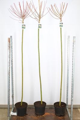 Salix integra 'Hakuro-nishiki (Wilg) OP=OP