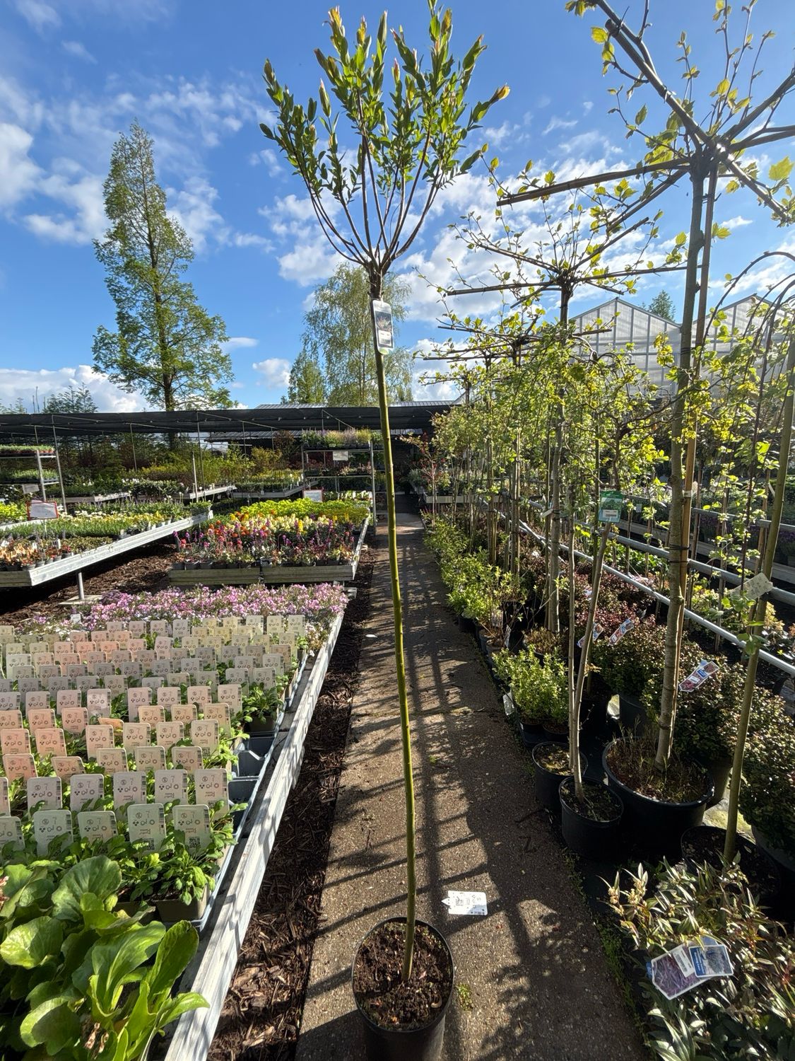 Salix integra 'Hakuro-nishiki (Wilg) OP=OP Salix integra 'Hakuro-nishiki (Wilg) OP=OP