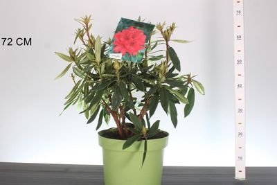Rhododendron 'Vulcan'  (Rododendron Rood)