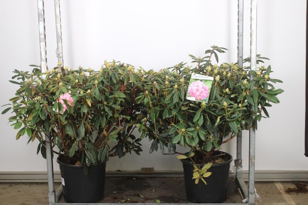 Rhododendron  'Hydon Hunter' (Rododendron) XL