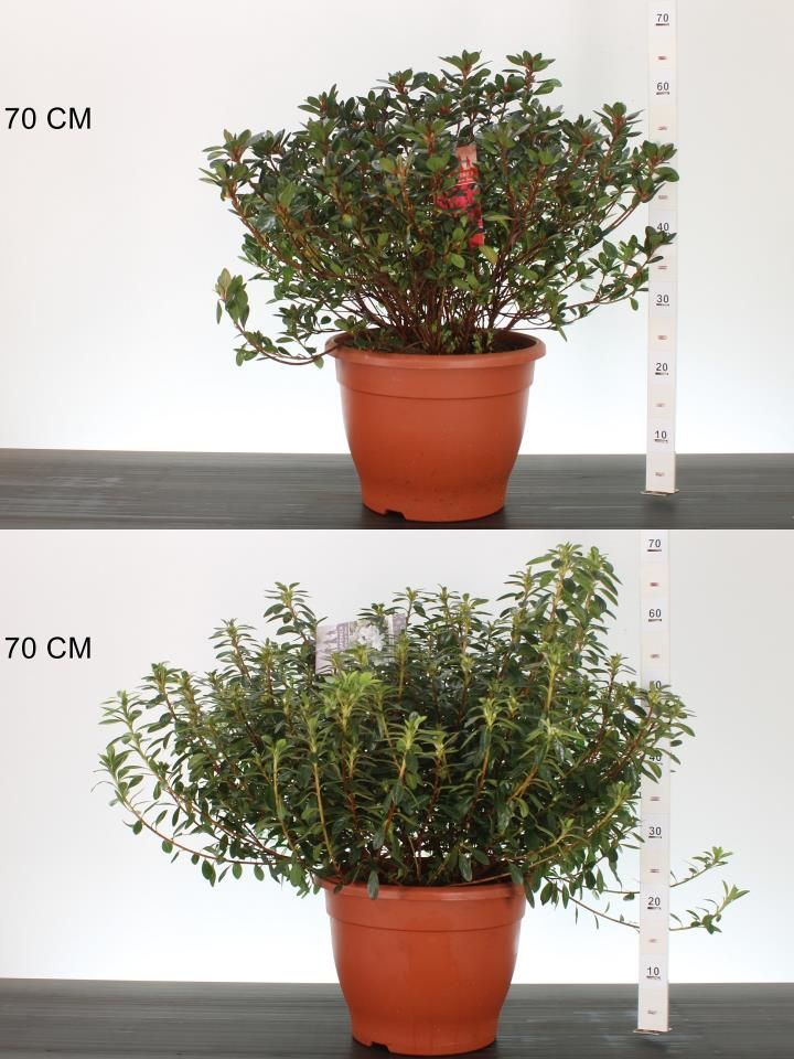 Azalea Japonica roze en wit (Japanse Azalea) Azalea Japonica roze en wit (Japanse Azalea)