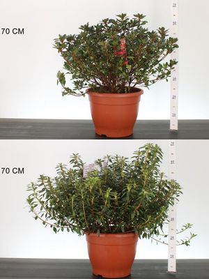 Azalea Japonica roze en wit (Japanse Azalea)