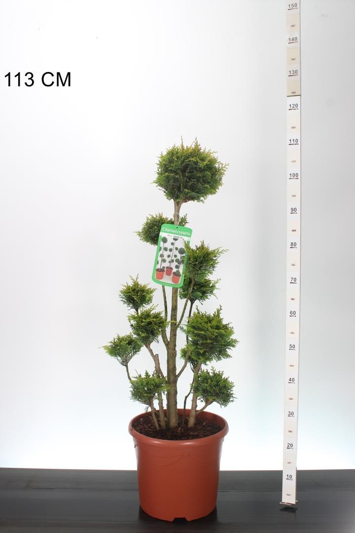 Chamaecyparis lawsoniana 'Stardust' bonsai (Sierconifeer bonsai) Chamaecyparis lawsoniana 'Stardust' bonsai (Sierconifeer bonsai)