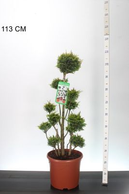 Chamaecyparis lawsoniana 'Stardust' bonsai (Sierconifeer bonsai)
