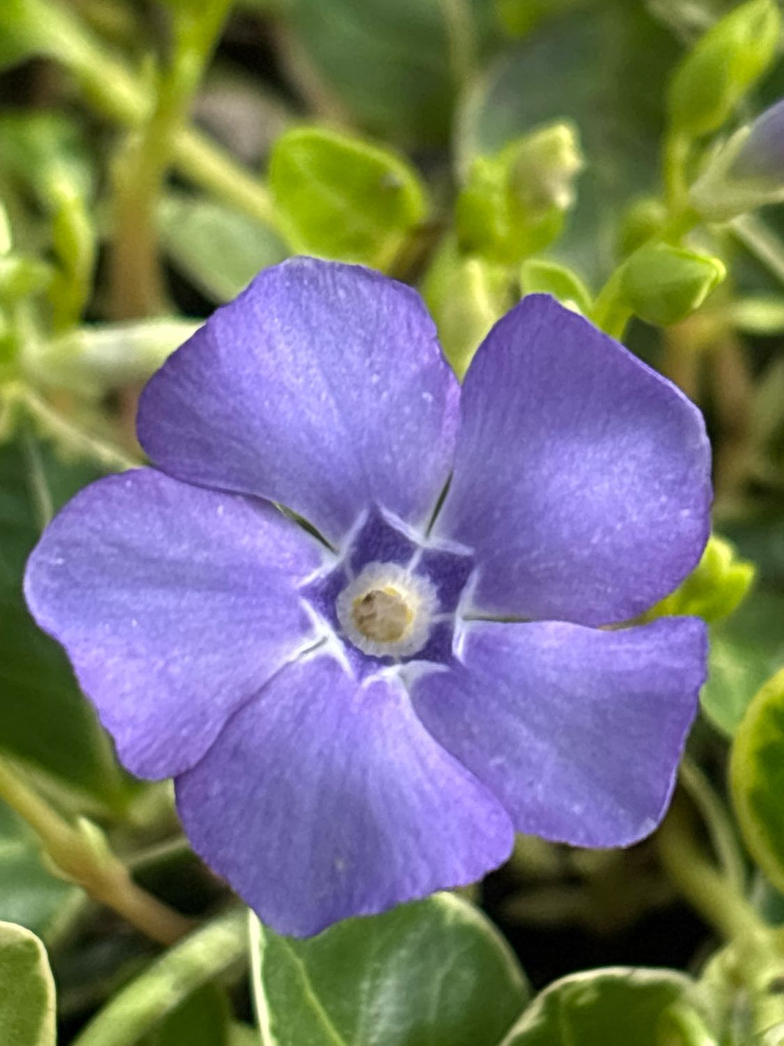 Vinca minor ‘Ralph Shugert’ (Maagdenpalm blauw bond blad) Vinca minor ‘Ralph Shugert’ (Maagdenpalm blauw bond blad)