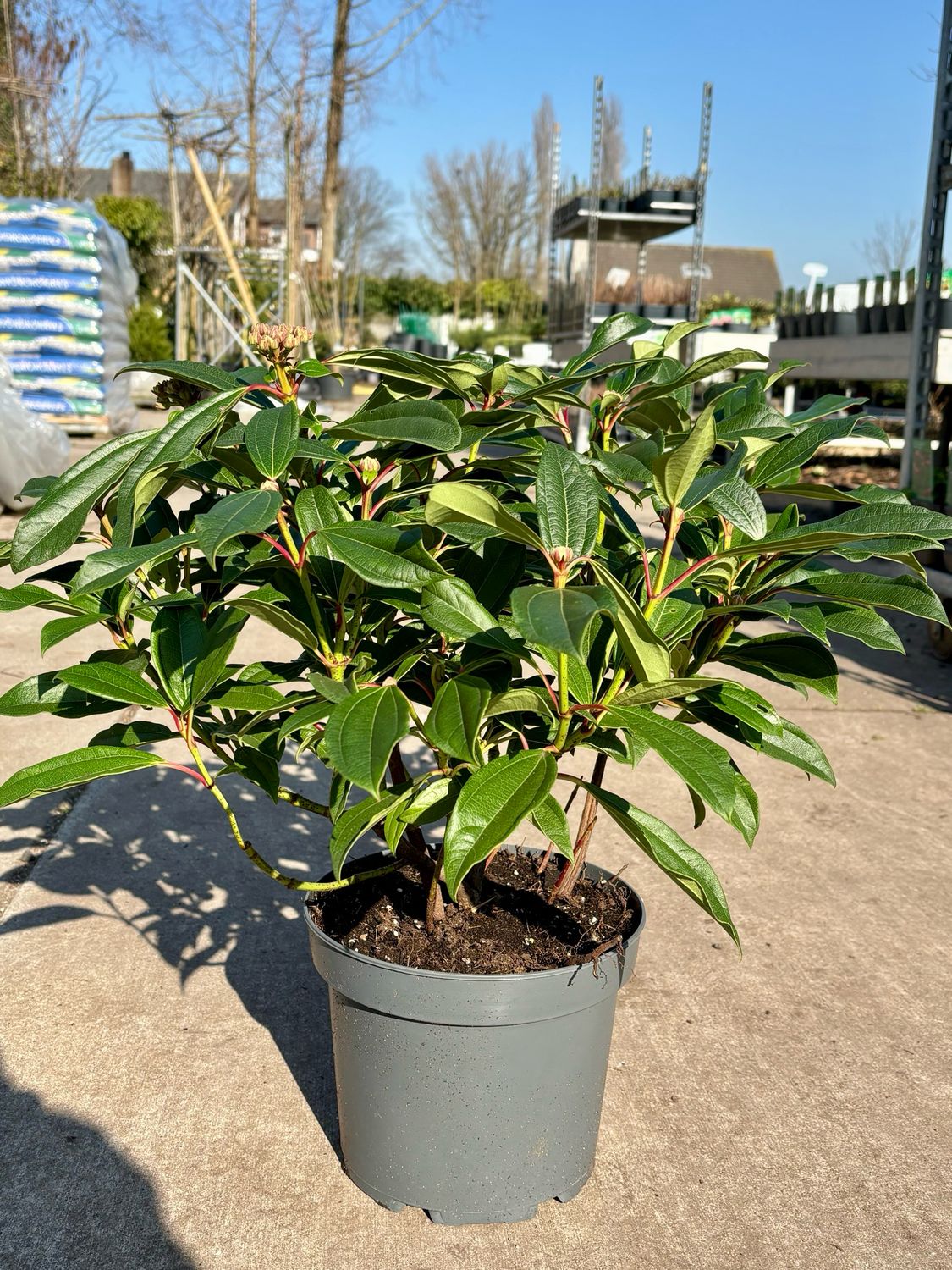 Viburnum davidii (Sneeuwbal) OP=OP Viburnum davidii (Sneeuwbal) OP=OP