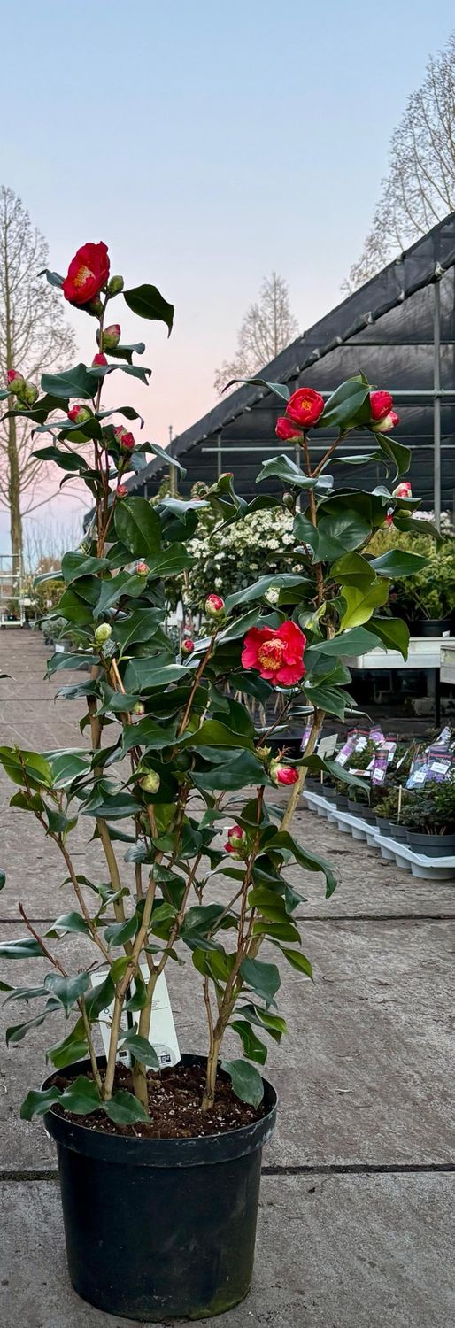 Camellia japonica 'Dr King' (Camelia roze) OP=OP Camellia japonica 'Dr King' (Camelia roze) OP=OP