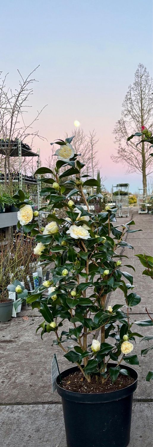 Camellia japonica 'Whit' (Camelia wit) OP=OP