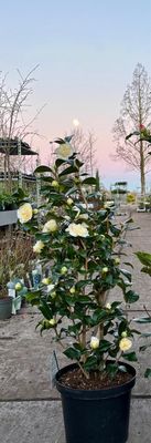 Camellia japonica 'Whit' (Camelia wit) OP=OP Camellia japonica 'Whit' (Camelia wit) OP=OP