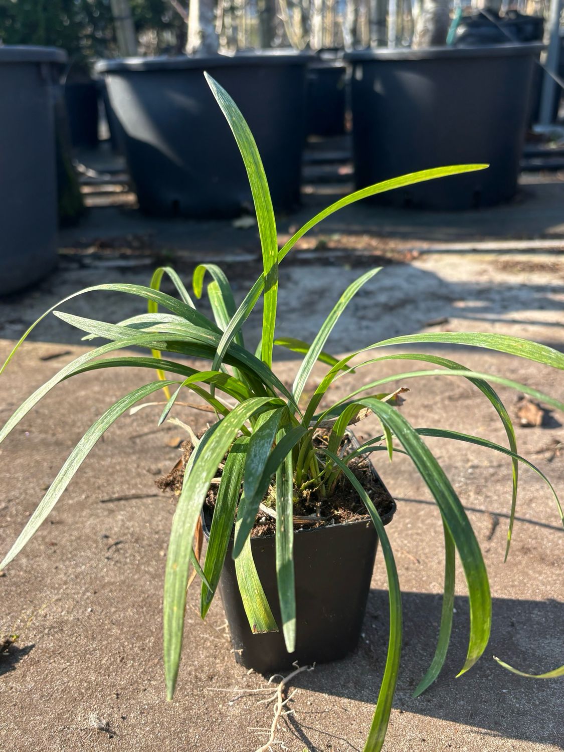 Liriope muscari Wit (Leliegras) OP=OP Liriope muscari Wit (Leliegras) OP=OP