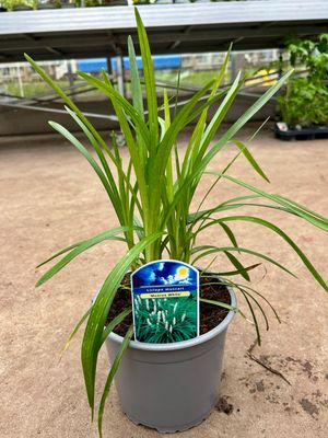 Liriope muscari Wit (Leliegras) OP=OP Liriope muscari Wit (Leliegras) OP=OP