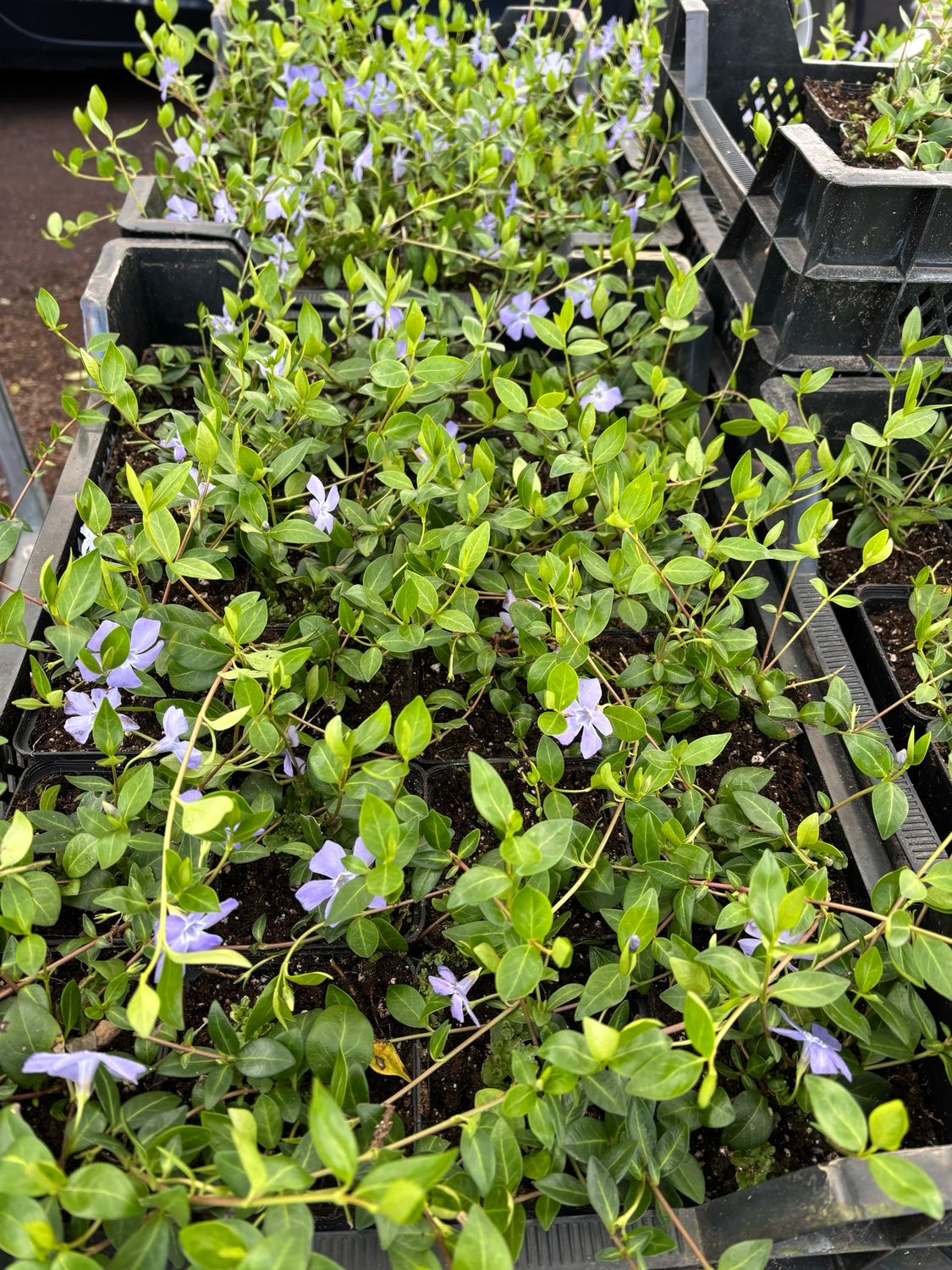 Vinca minor (maagdenpalm blauw) OP=OP