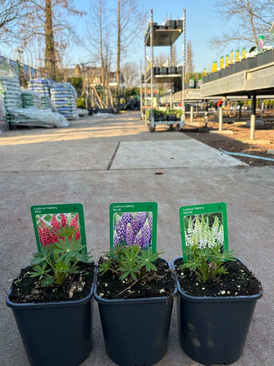 Lupinus (Lupine) 3 soorten OP=OP Lupinus (Lupine) 3 soorten OP=OP