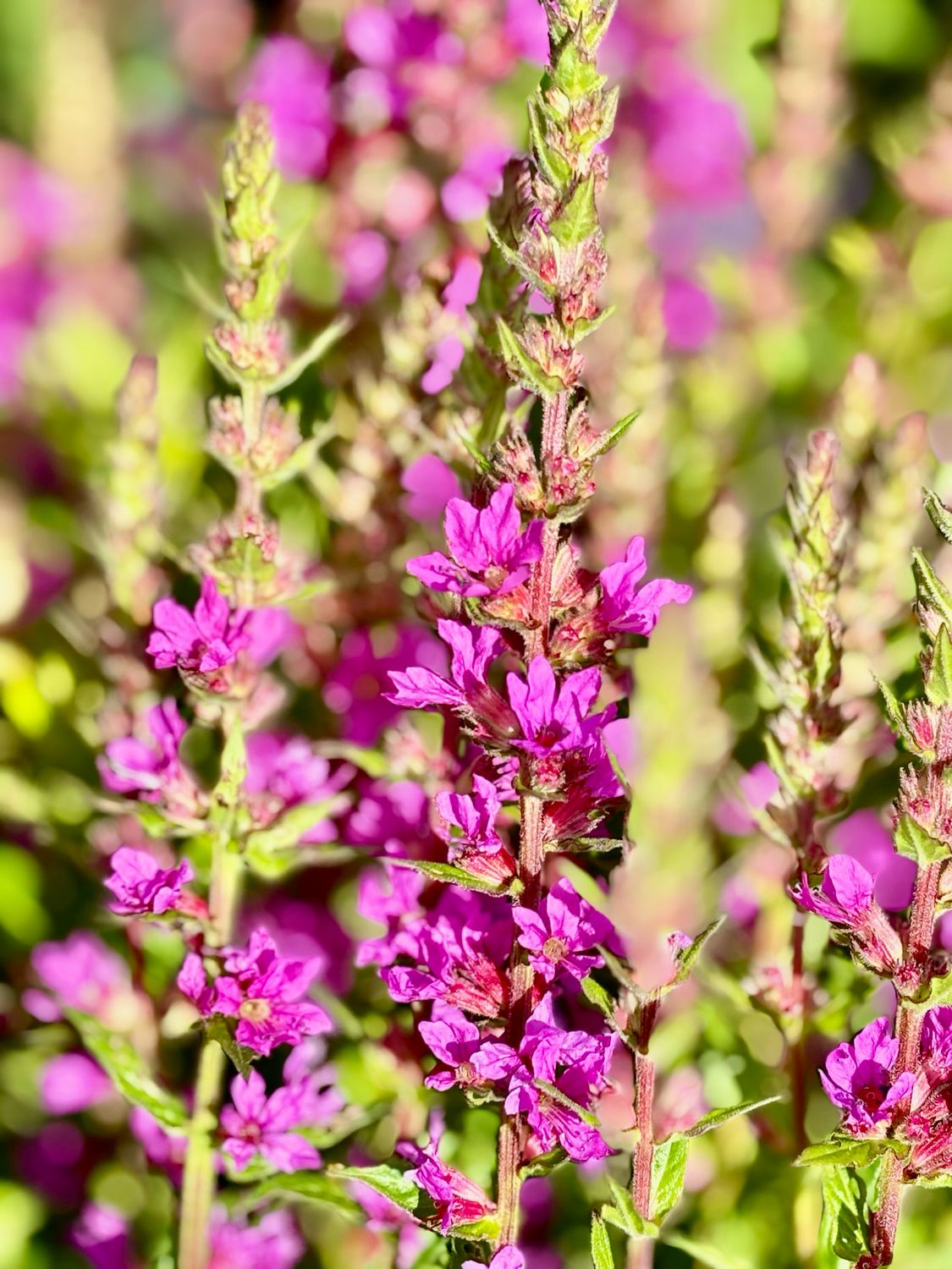 Lythrum ‘Dropmore Purple’ (Kattenstaart) 3 voor €10 OP=OP