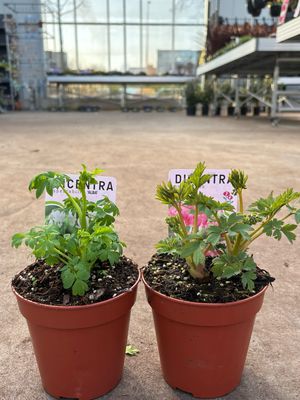 Dicentra spectabilis (Gebroken hartje) wit en Roze 4 voor €10 OP=OP