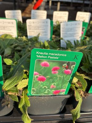 Knautia macedonica ‘Melton Pastels’  (Weduwebloem) 3 voor €10