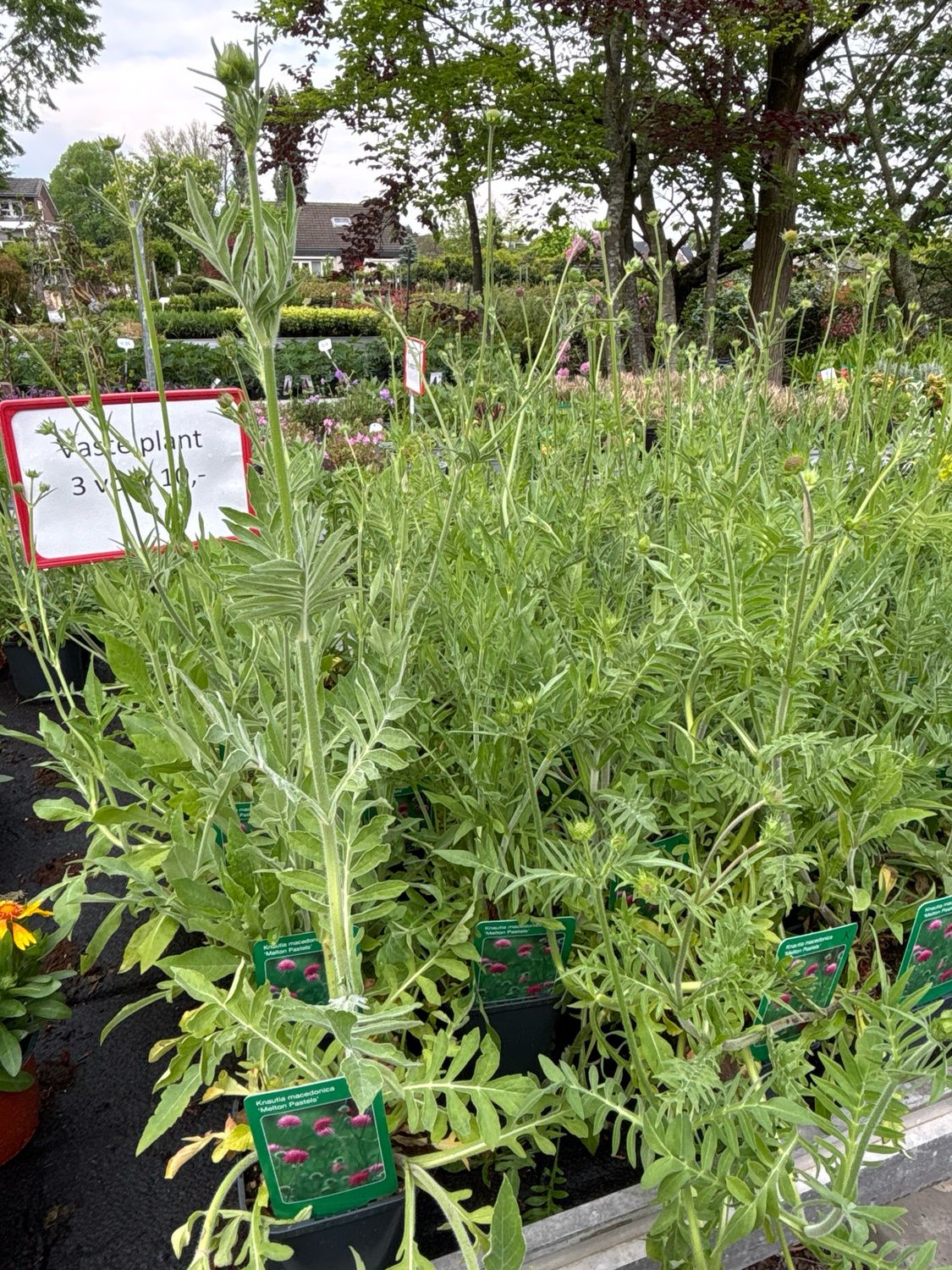 Knautia macedonica ‘Melton Pastels’  (Weduwebloem) 3 voor €10