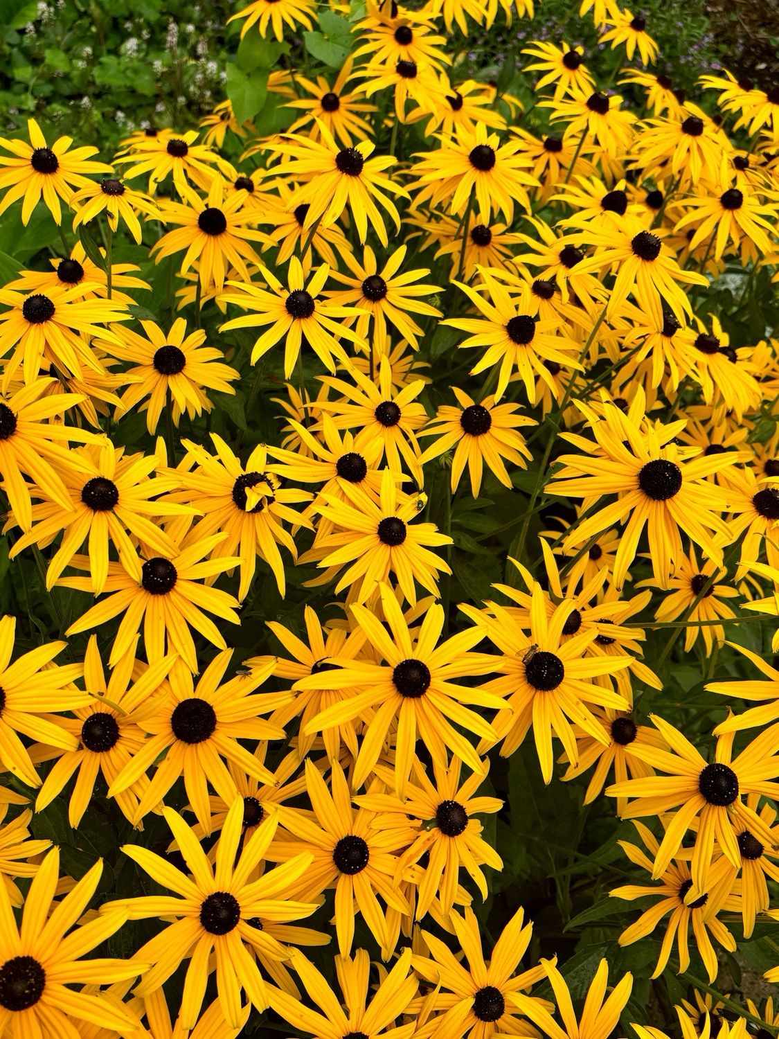 Rudbeckia fulgida 'Goldsturm ( gele Zonnehoed) 3 voor €10 OP=OP Rudbeckia fulgida 'Goldsturm ( gele Zonnehoed) 3 voor €10 OP=OP