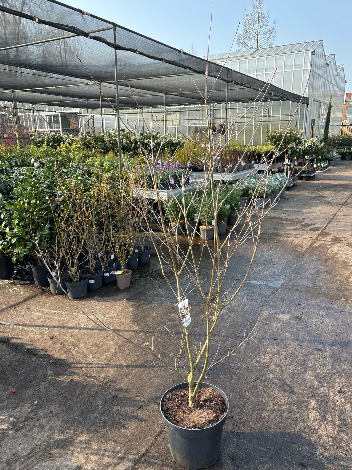 Cornus kousa ‘Cappucino’ (Japanse kornoelje) Cornus kousa ‘Cappucino’ (Japanse kornoelje)