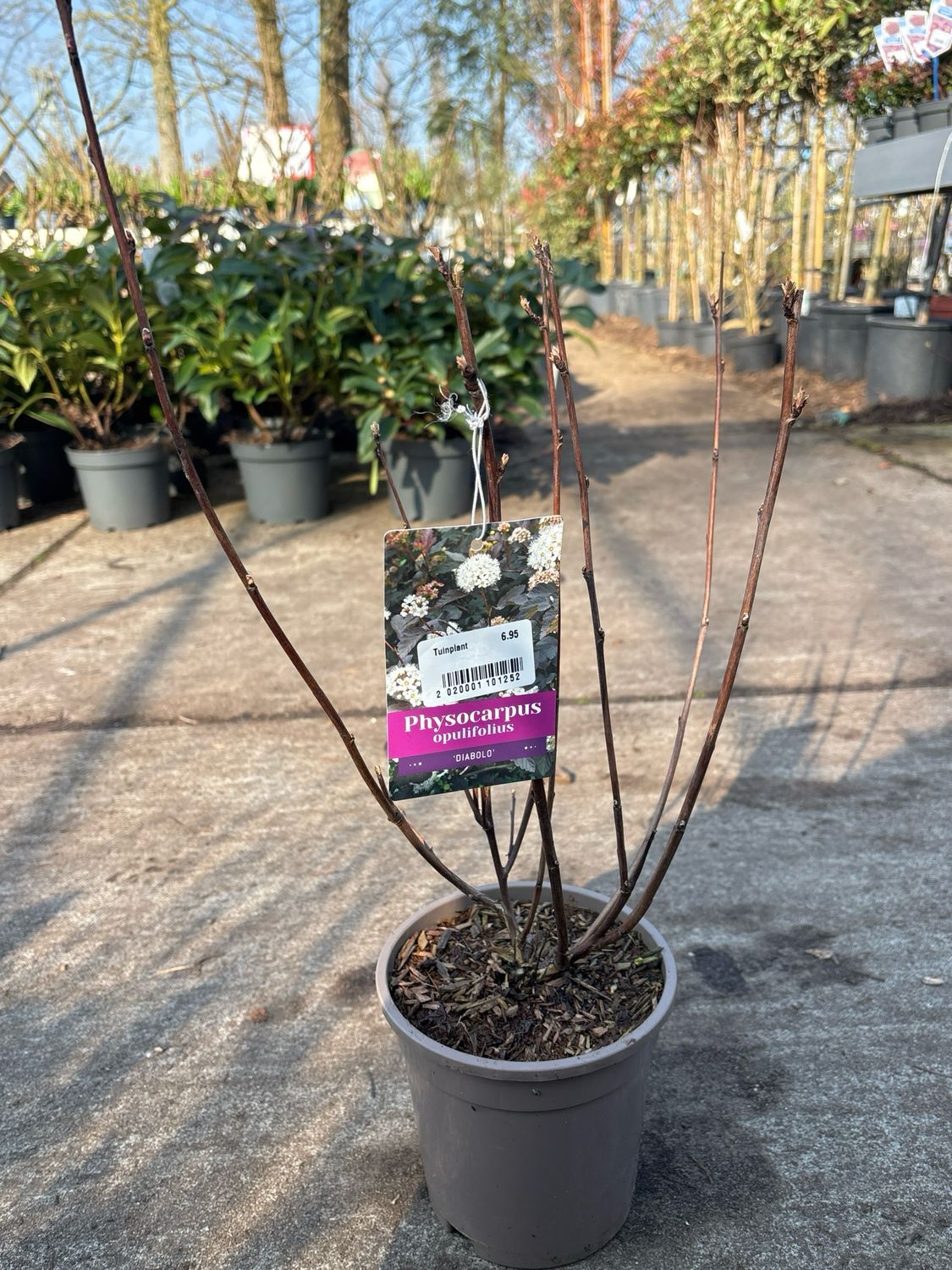 Physocarpus opulifolius ‘Diabolo’ (Blaasspirea) Physocarpus opulifolius ‘Diabolo’ (Blaasspirea)