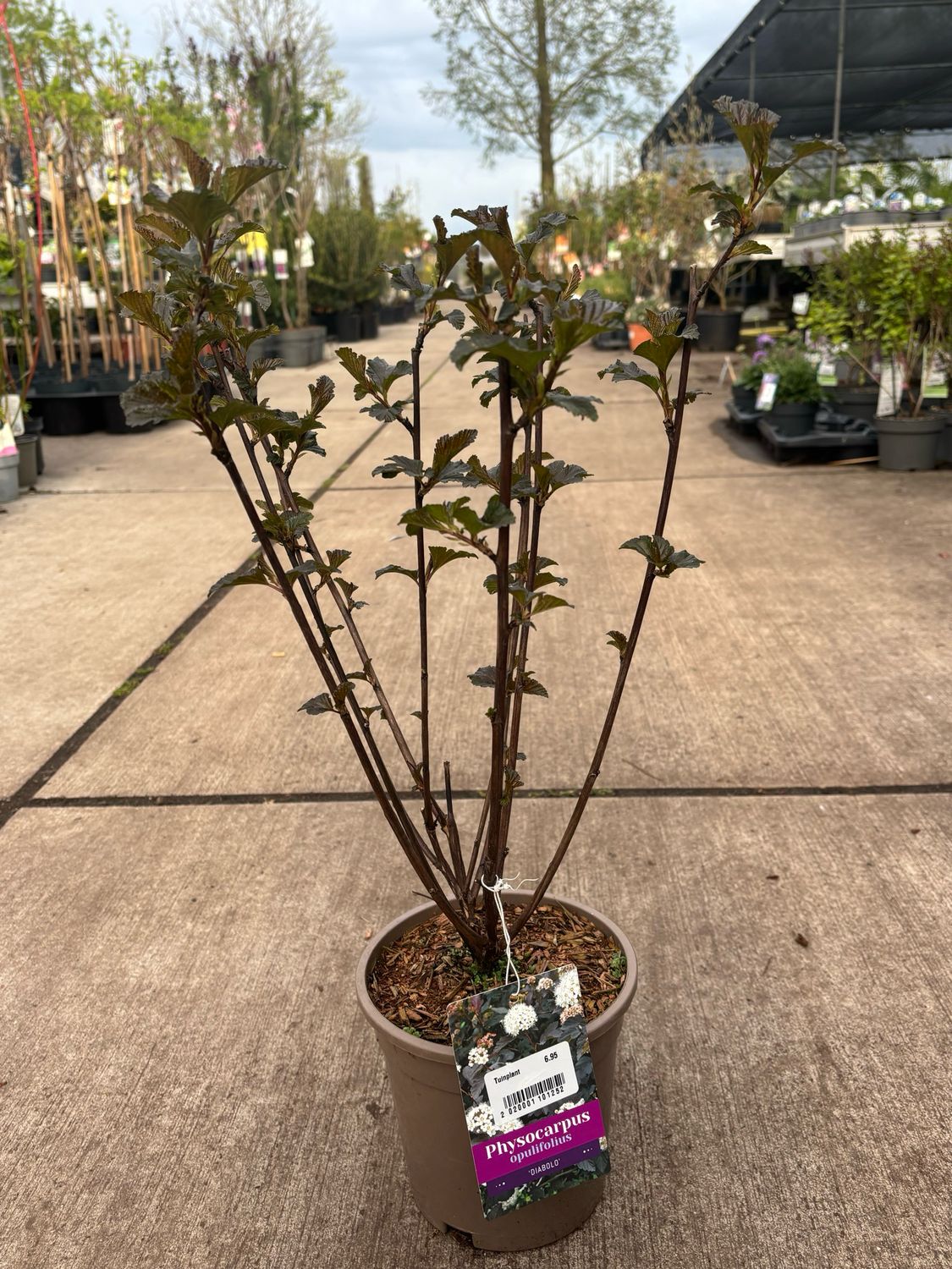 Physocarpus opulifolius ‘Diabolo’ (Blaasspirea)