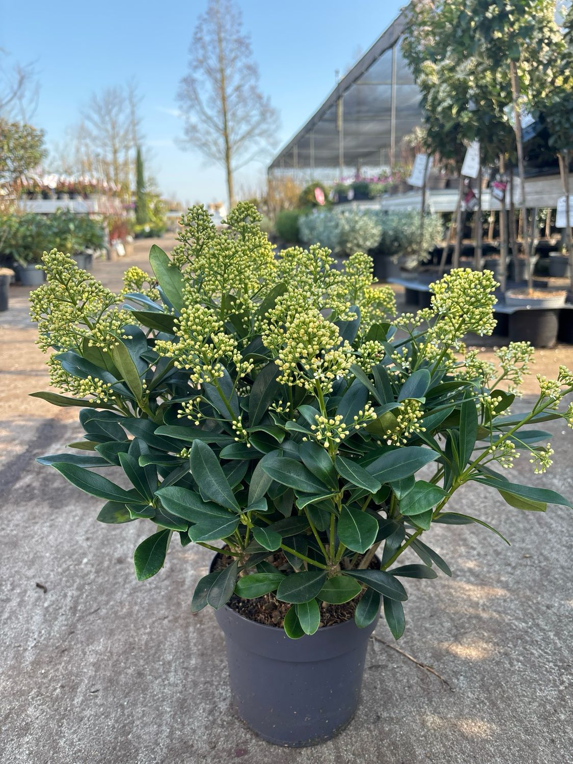 Skimmia ‘Finchy’ (Skimmia wit) OP=OP Skimmia ‘Finchy’ (Skimmia wit) OP=OP