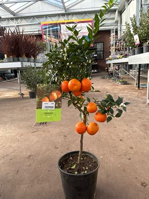 Chinotto citrus Myrtifolia (mandarijn mirtebladige) OP=OP