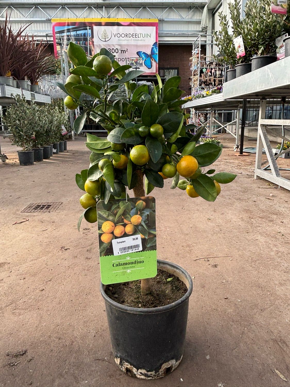 Citrus mitis 'Calamondin' (Dwergmandarijn) OP=OP