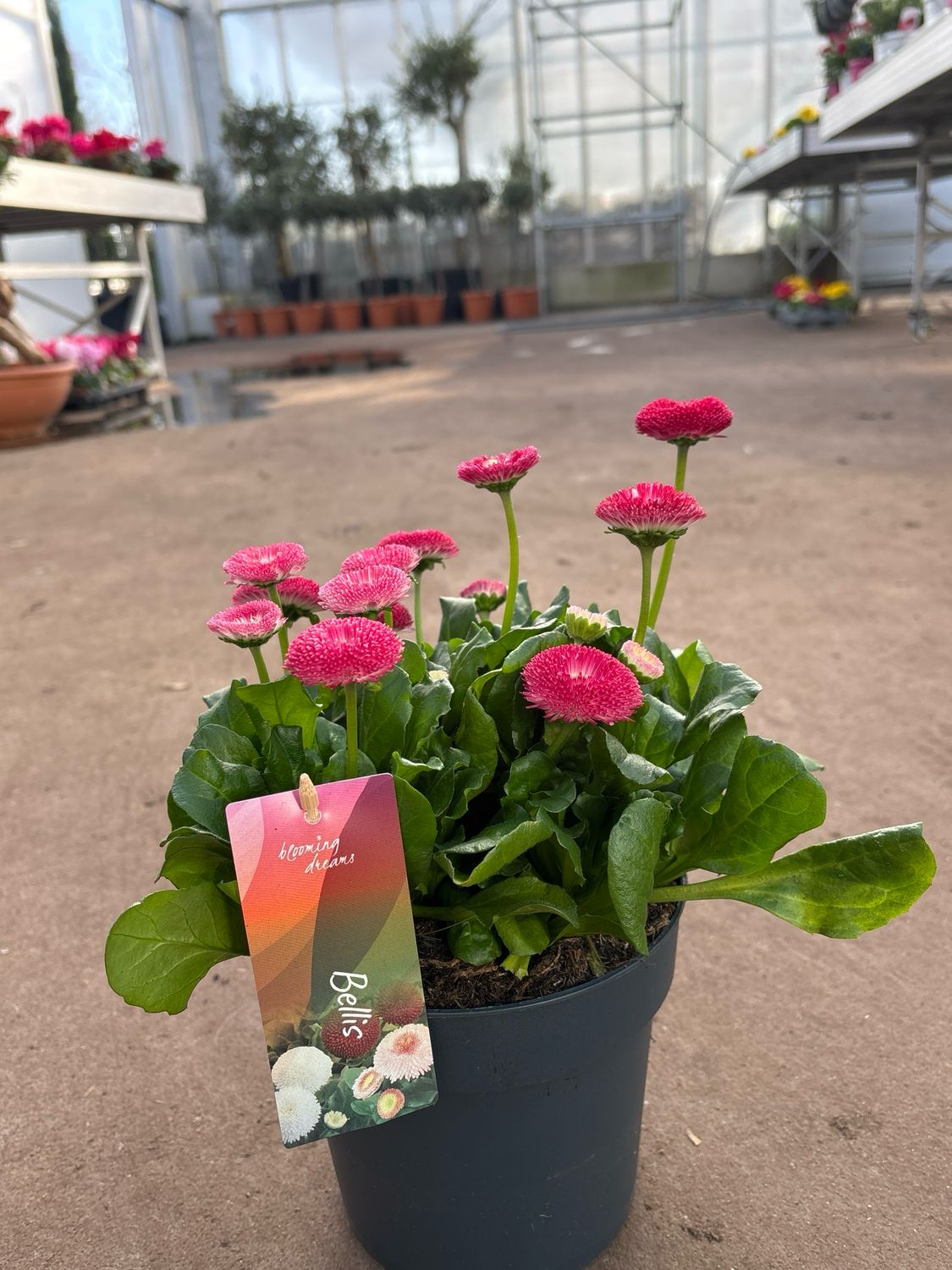 Bellis (Madeliefje) OP=OP