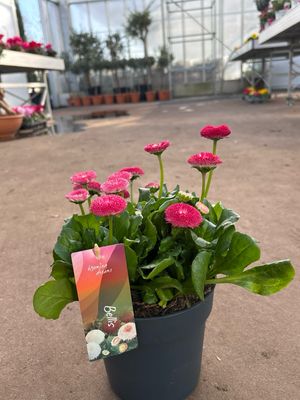 Bellis (Madeliefje) OP=OP