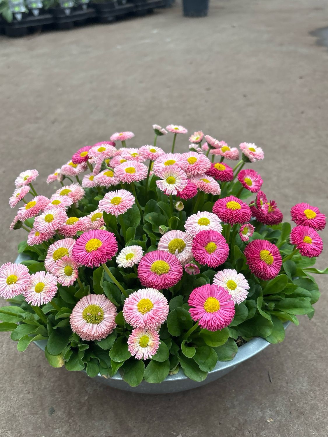 Bellis (Madeliefje) OP=OP