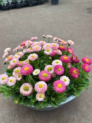 Bellis (Madeliefje) OP=OP