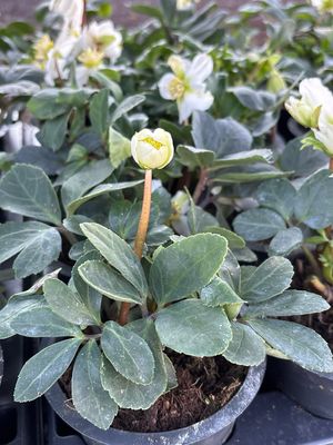 Helleborus (Kerstroos) OP=OP Helleborus (Kerstroos) OP=OP