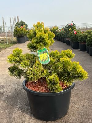 Pinus mugo ‘Winter Gold’