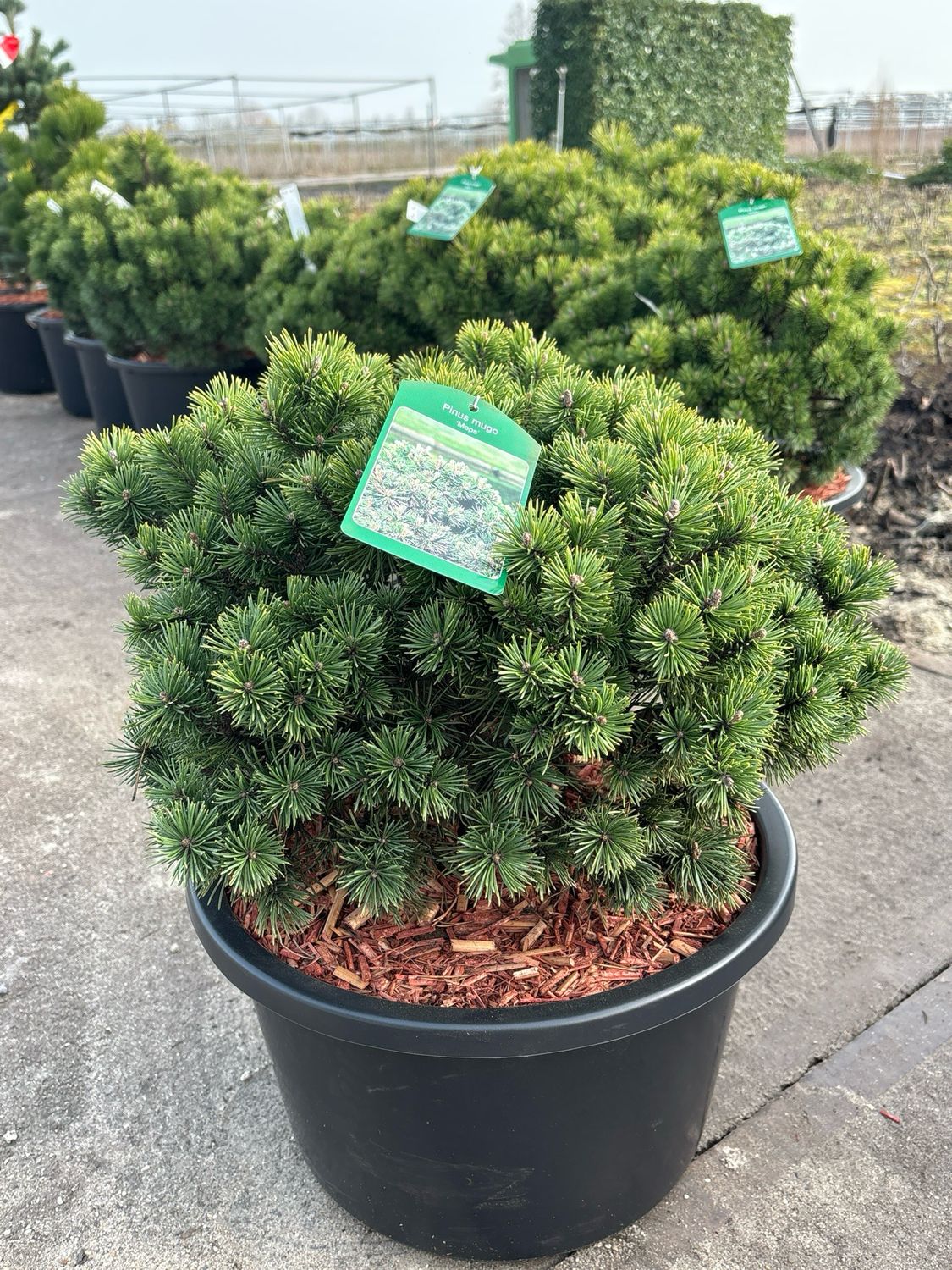 Pinus mugo ‘Mops’