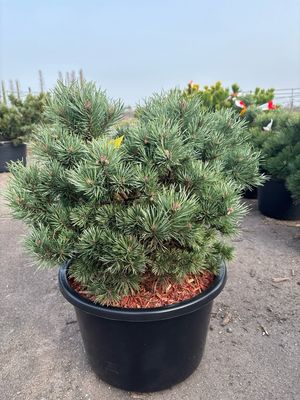 Pinus sylv. ‘Frensham’