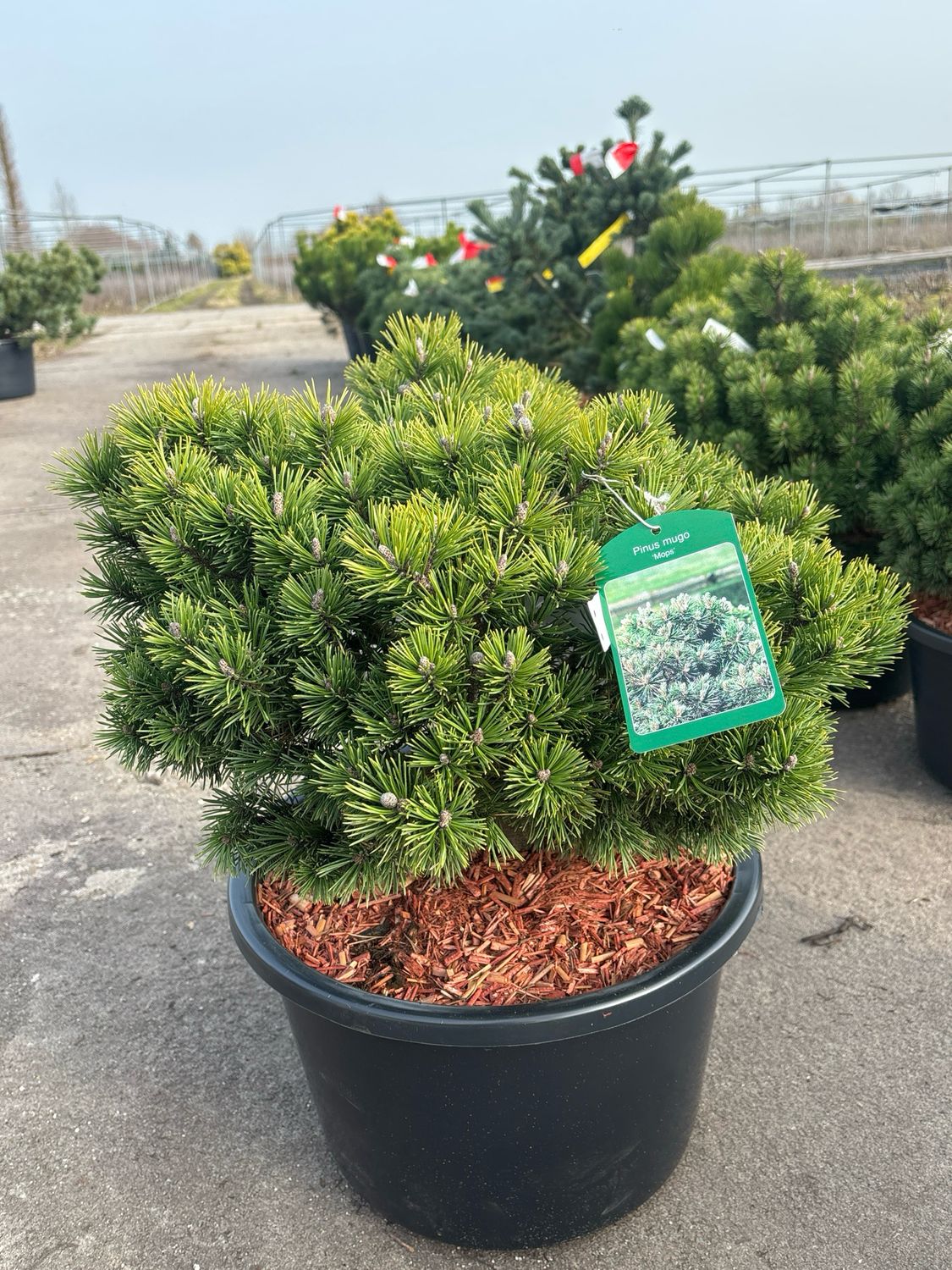 Pinus mugo ‘Mops’