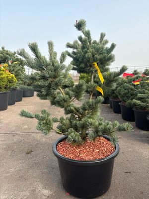 Pinus parv. ‘Nergishi’