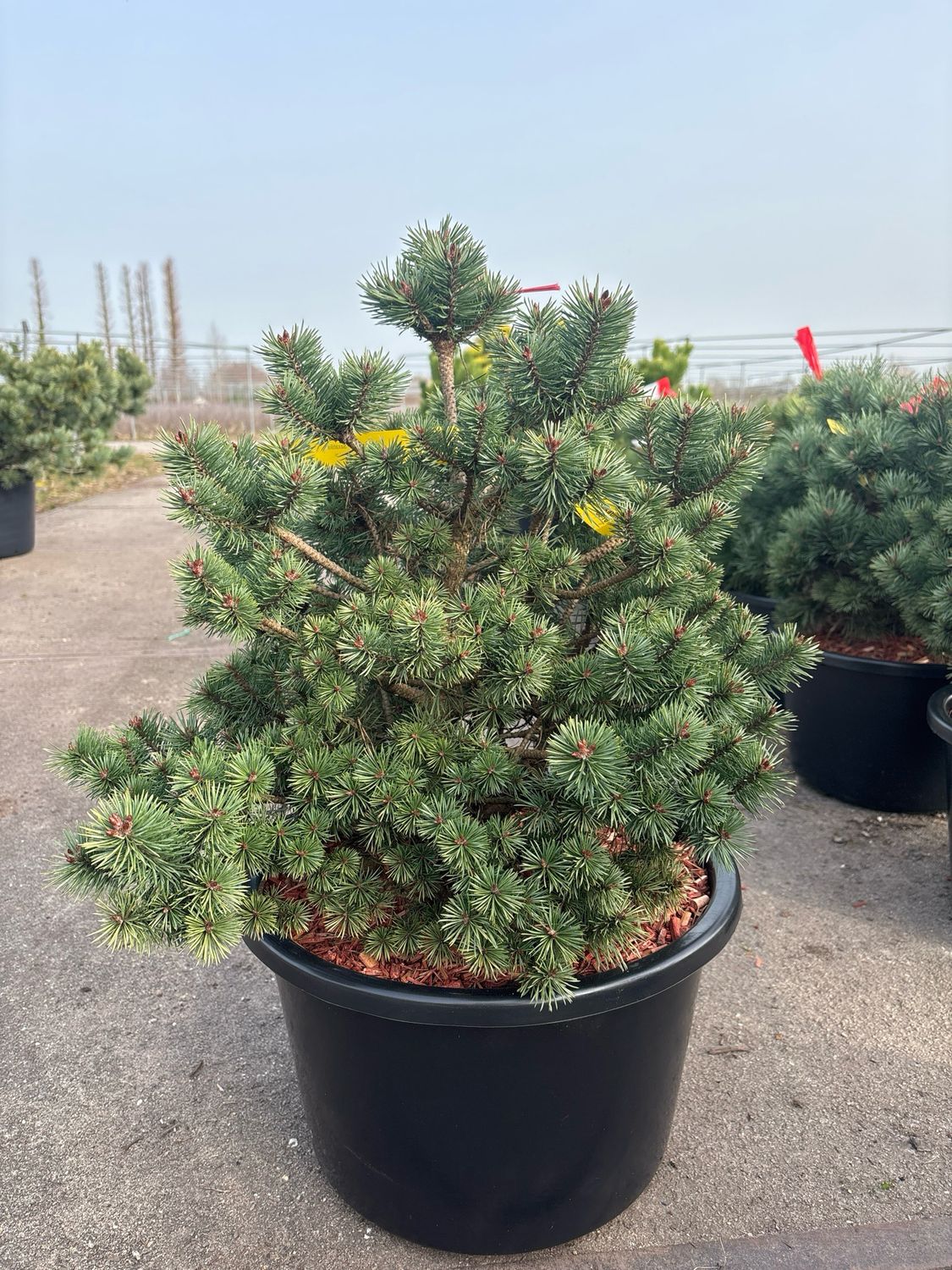 Pinus sylv. ‘Saxatalis’