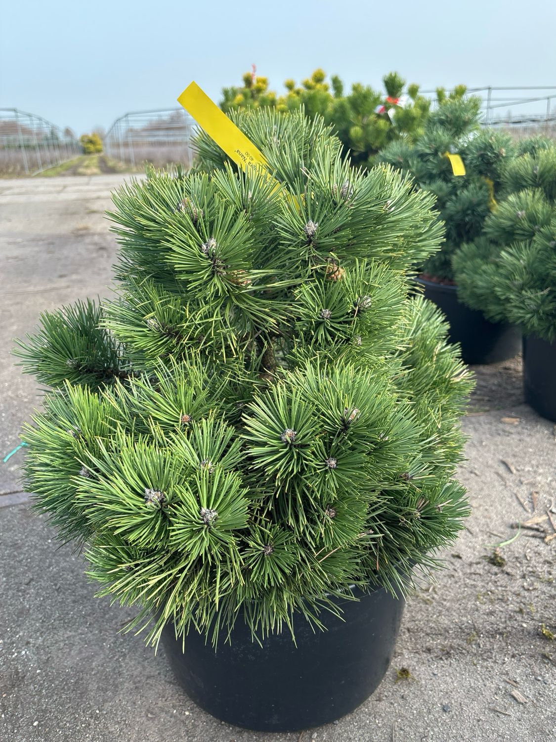 Pinus nigra ‘Nana’