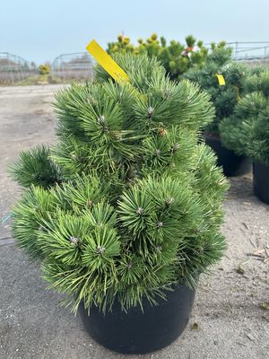 Pinus nigra ‘Nana’ Pinus nigra ‘Nana’