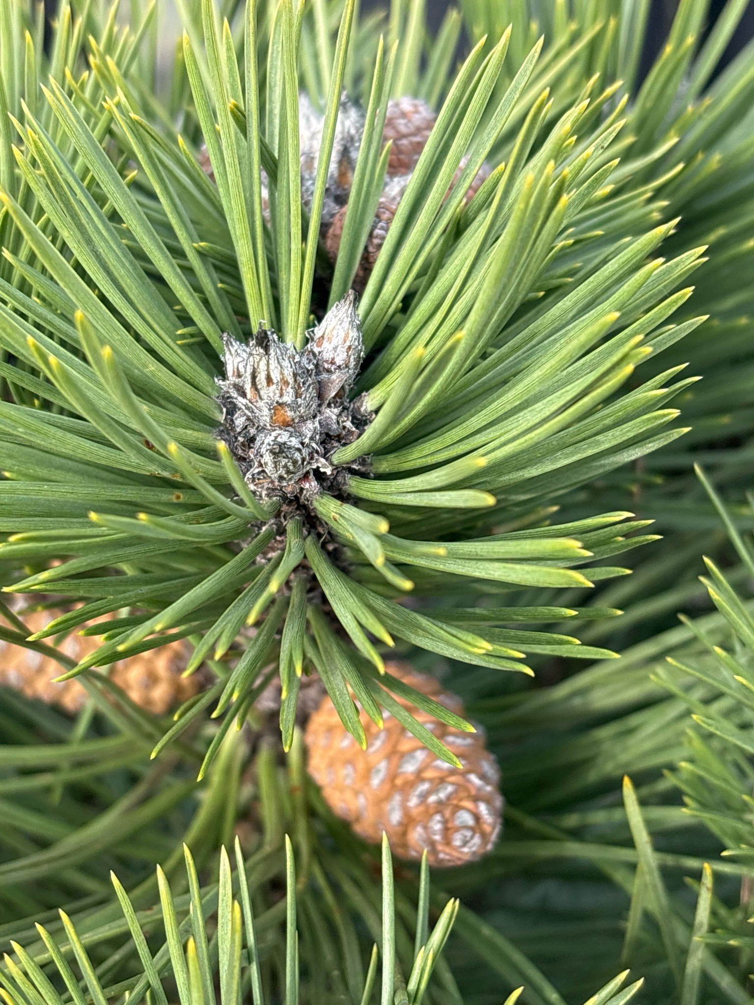 Pinus nigra ‘Nana’