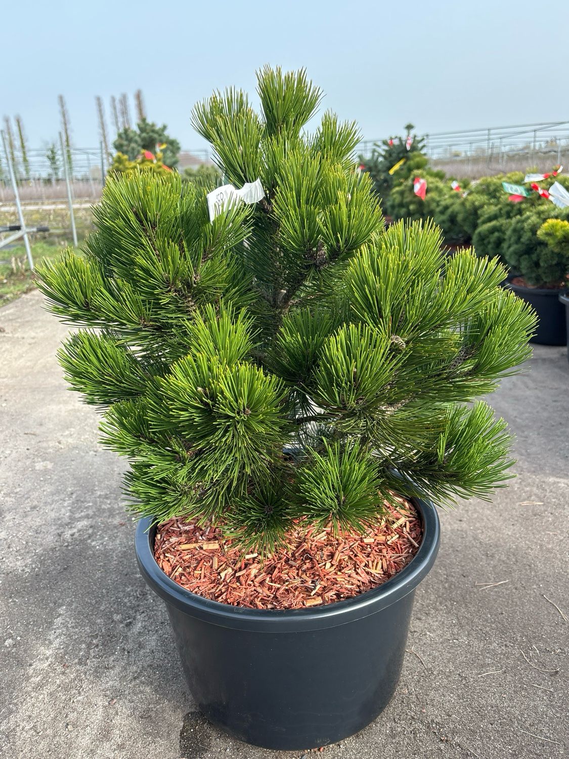 Pinus heldreichii ‘Compact Gem’