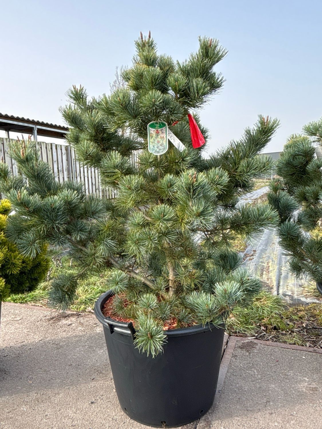 Pinus pumila ‘Glauca’
